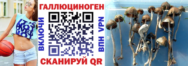 цены   Торжок  Псилоцибиновые грибы Cubensis 
